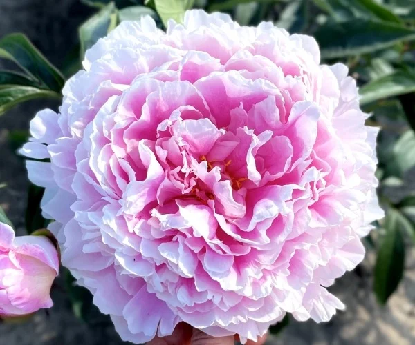 Różowy piwonia w ogrodzie