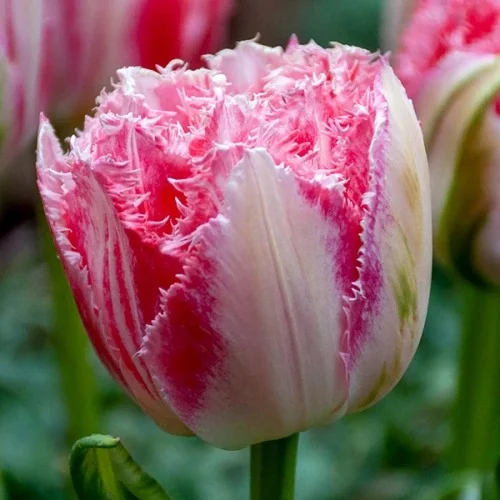 Różowy tulipan z postrzępionymi płatkami na tle ogrodu