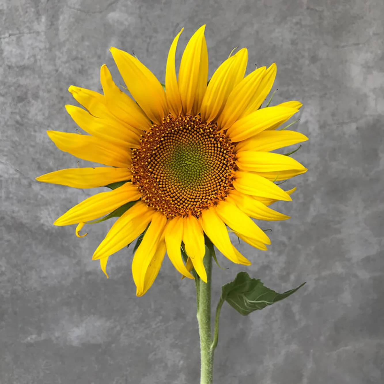 Jeden słonecznik na białym tle