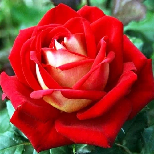 Czerwona róża z kremowym środkiem na tle zieleni