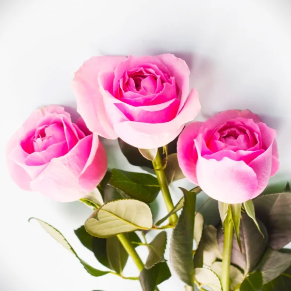 bukiety róże od kwiaty-bukiety