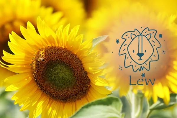 Słonecznik – zodiakalny kwiat znaku Lew symbolizujący radość i siłę
