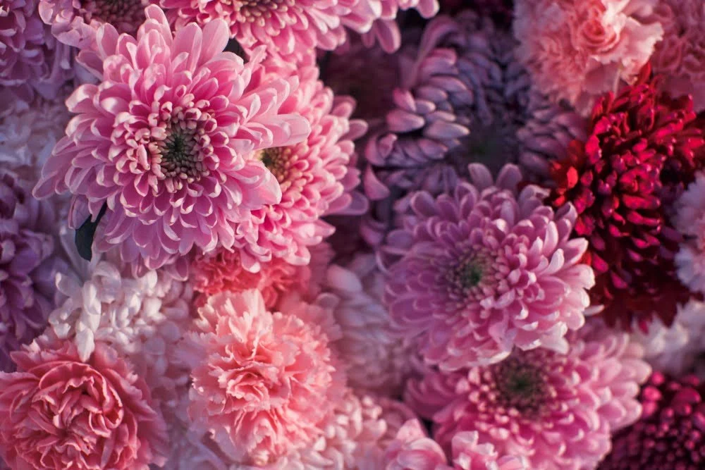 Różowe i bordowe chryzantemy w jesiennej kompozycji kwiatowej