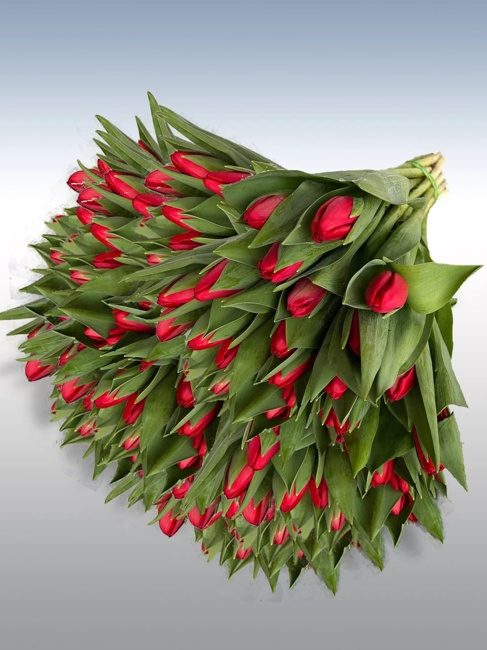 tulipany czerwone 100 szt - bukiet
