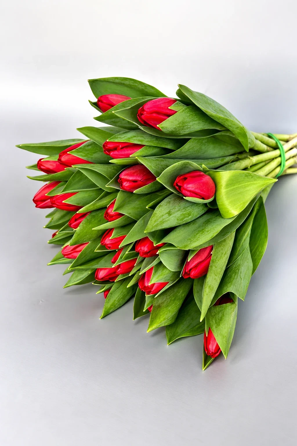 tulipany czerwone 25 szt