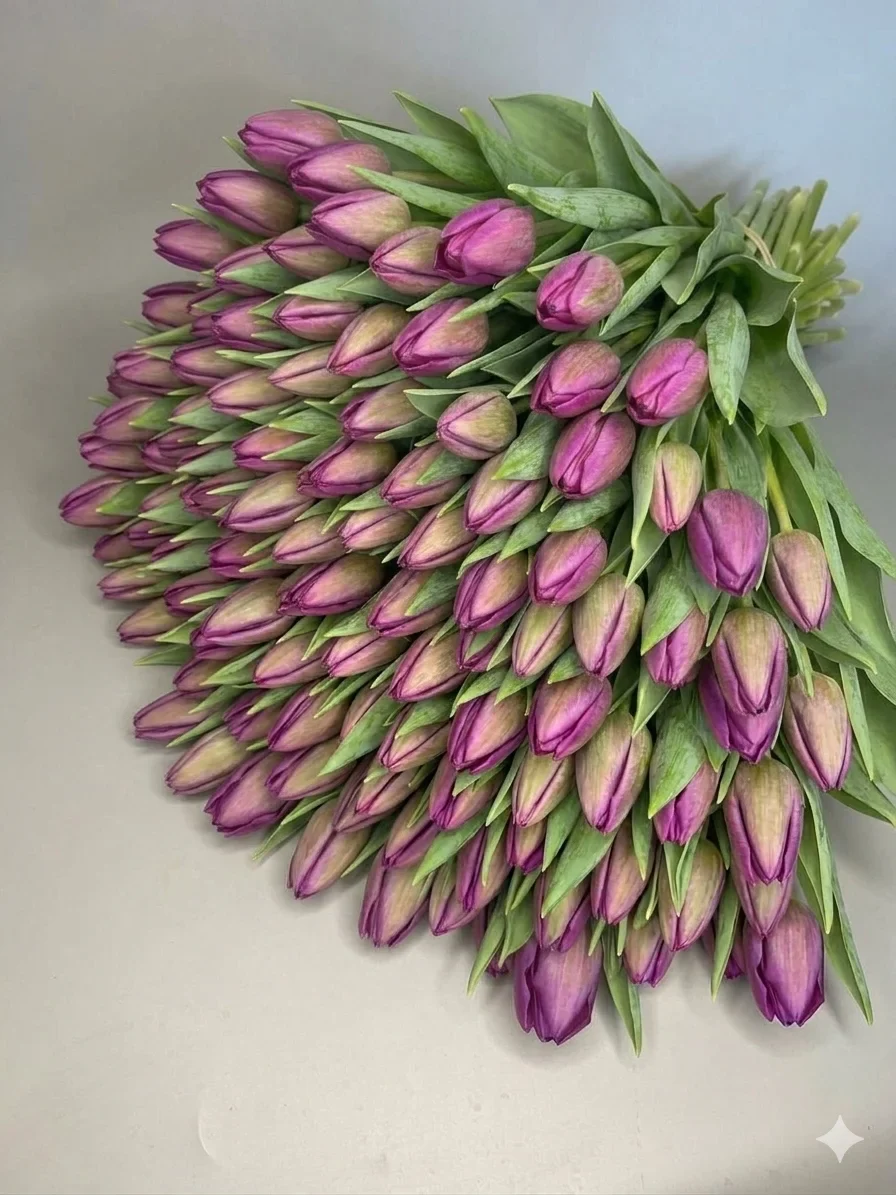 Tulipany fioletowe 100 szt