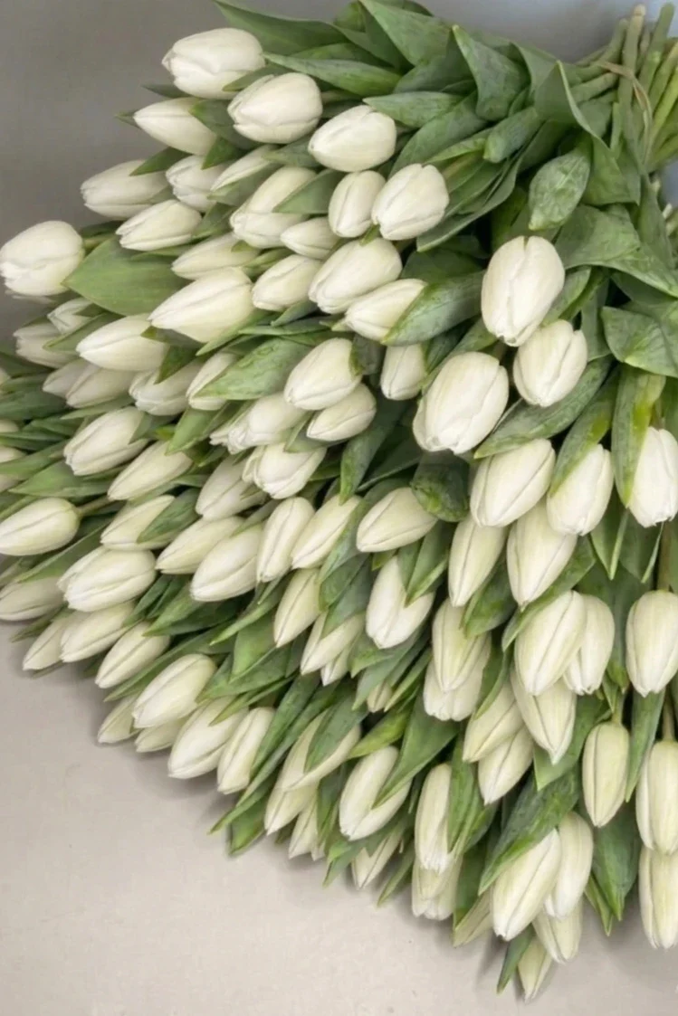 Tulipany białe - 100szt