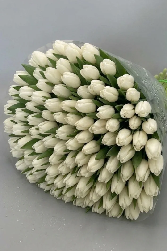 Tulipany białe - 100 szt