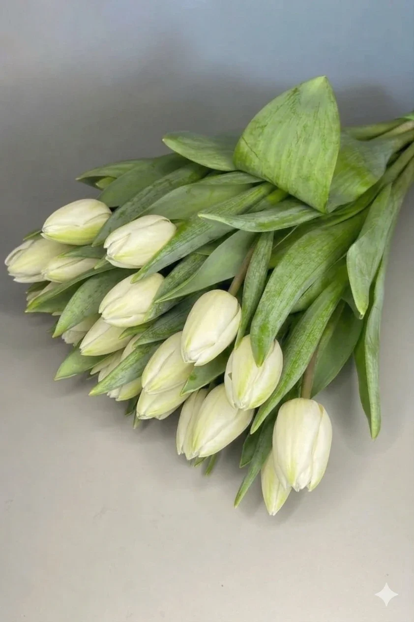 Tulipany białe 25 szt