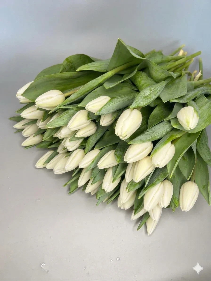 Tulipany białe - 50szt