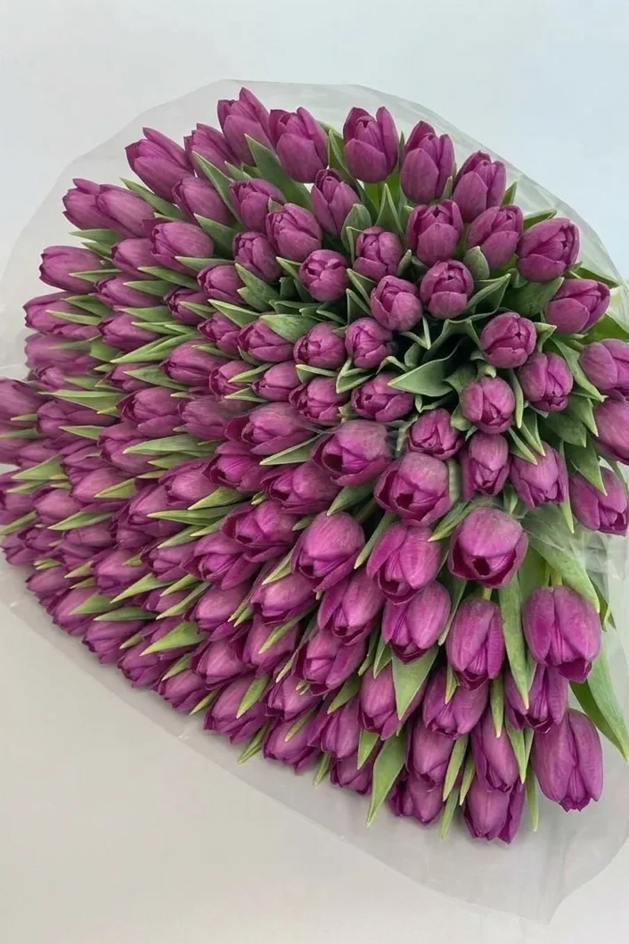 Tulipany fioletowe 100 sztuk
