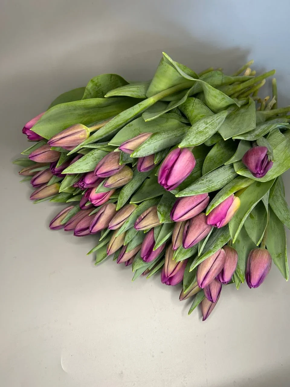 Tulipany fioletowe - 50szt
