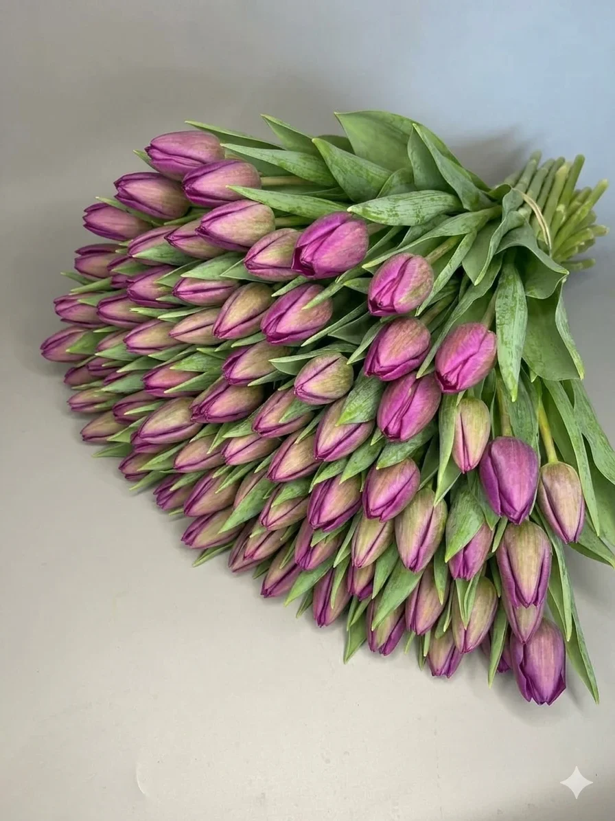 Tulipany fioletowe - 75szt