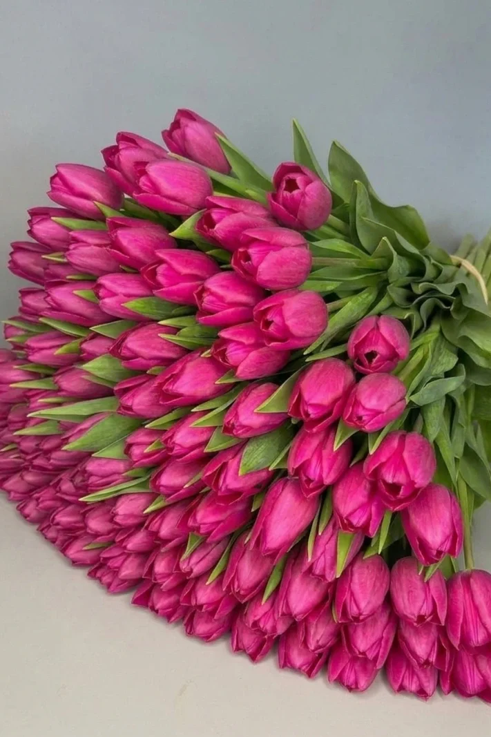 Tulipany różowe - 100 sztuk