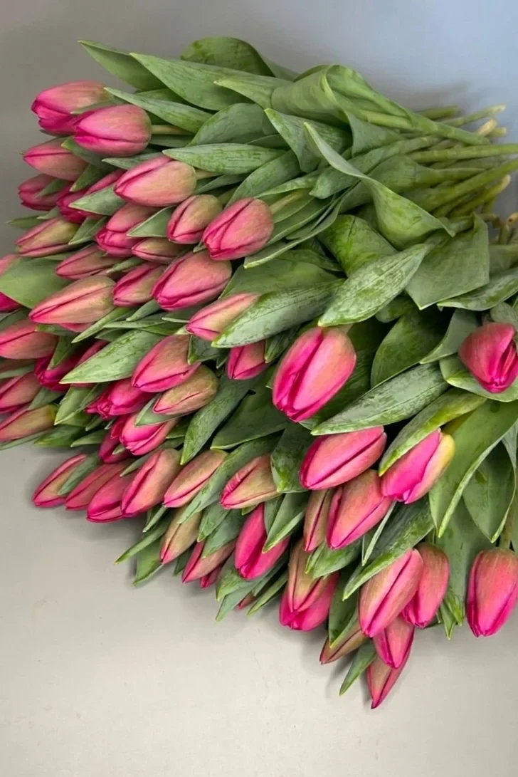 Tulipany różowe - 75 szt