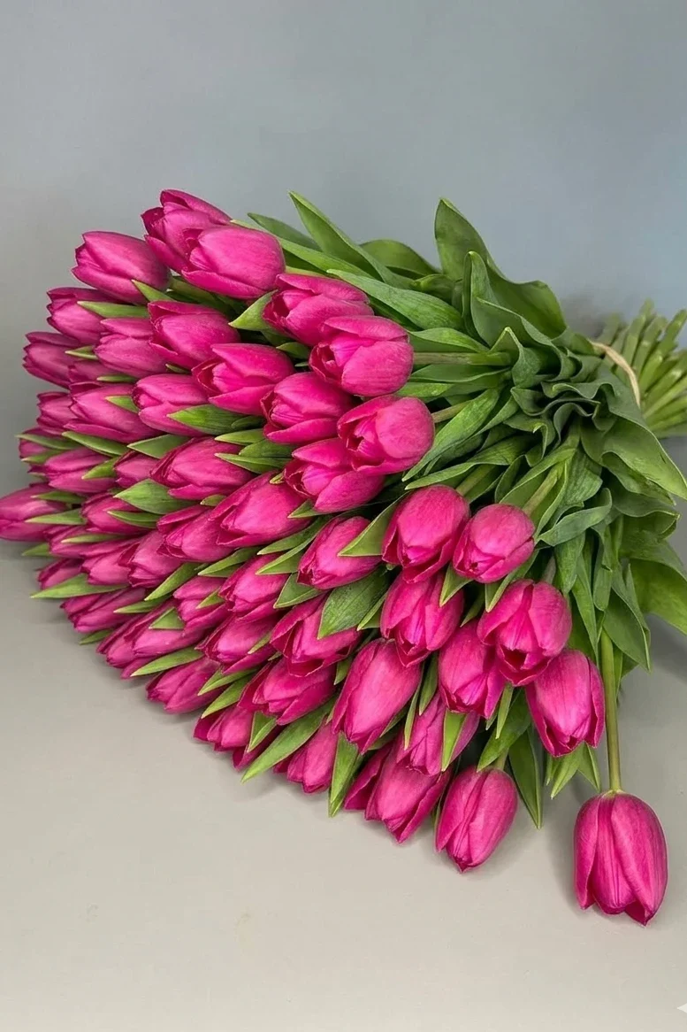 Tulipany różowe - 75szt