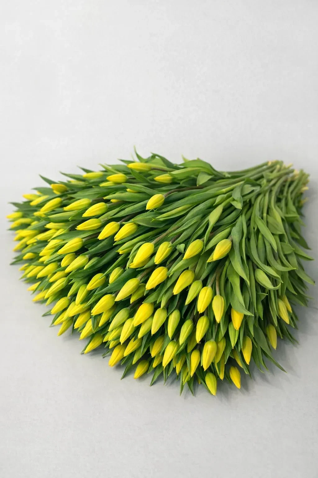 100 żółtych tulipanów