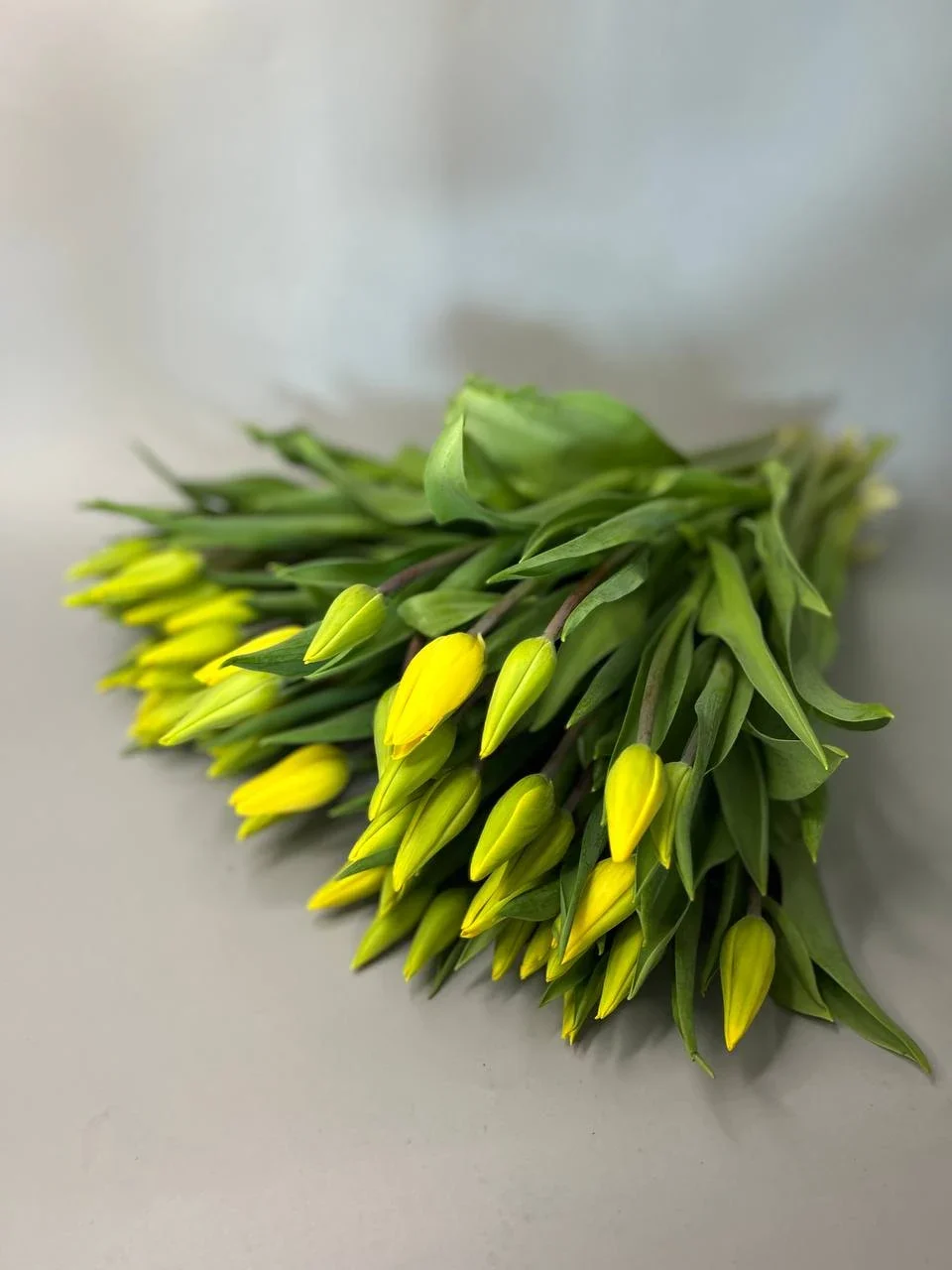 zolte tulipany 50 szt