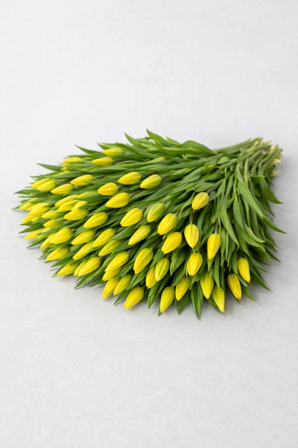 Żółte tulipany - 75 szt