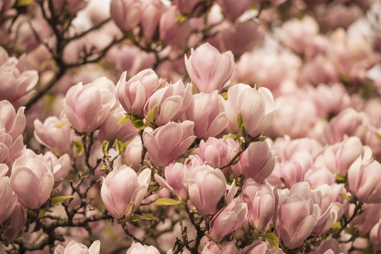 Magnolia w rozkwicie