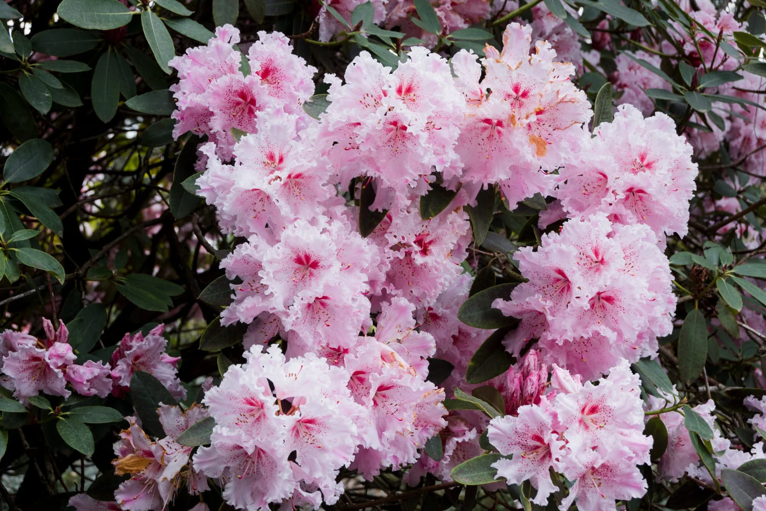 Rododendron – jaskrawa egzotyka