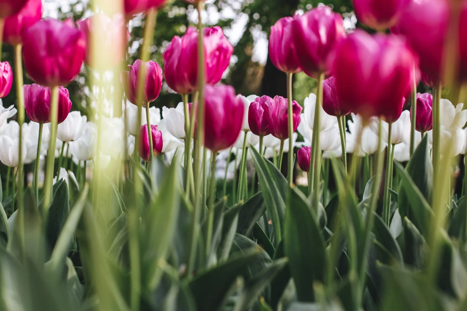 Tulipany – nieodłączny element wiosny